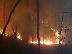 Chhattisgarh के जंगलों में लगी आग, जारी है वन कर्मियों की हड़ताल...कैसे बचेगी जंगली जानवरों की जान