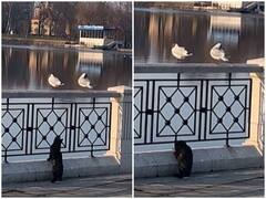 चिड़िया के शिकार को घात लगाए बैठी थी बिल्ली, अगले ही पल हुई शर्मनाक हरकत का शिकार