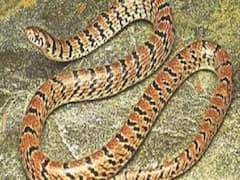 Irulas Granted Permission To Catch Snakes For Venom In TN
