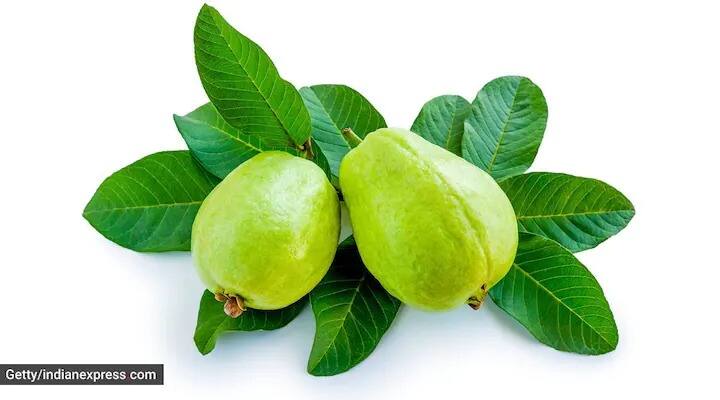 Health Tips weight loss tips guava and guava leaves help in weight lose Health Tips : पेरूच्या पानांमुळे लठ्ठपणा होतो कमी, जाणून घ्या याचे अन्य फायदे