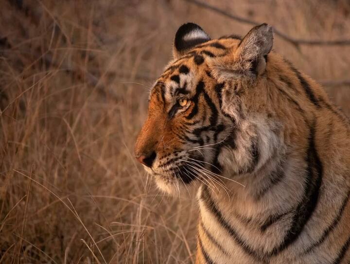 Tiger found dead on National Highway in Seoni madhya pradesh Seoni: सिवनी में नेशनल हाईवे पर मृत पड़ा मिला बाघ, वन विभाग की ओर से जताई गई ये आशंका