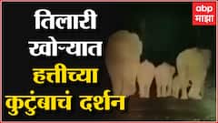 Sindhudurg : तिलारी खोऱ्यात हत्तीच्या कुटुंबाचं दर्शन, हत्तींची संख्या वाढली, शेतकऱ्यांना चिंता