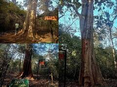 Bastar: इस पेड़ की उम्र करीब 600 साल, भगवान श्री राम के नाम से जाना जाता है वृक्ष, जानें खासियत