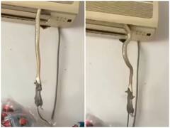 गर्मी से राहत पाने के लिए एसी को ही सांप ने बनाया अपना आशियाना, वीडियो देख रह जाएंगे सन्न