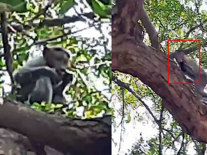 Puducherry A monkey pretending to carry a female trader's cell phone and talking in her ear Watch Video: பெண் வியாபாரியின் செல்போனை பிடுங்கி பேசுவது போல் பாவனை காட்டிய குரங்கு