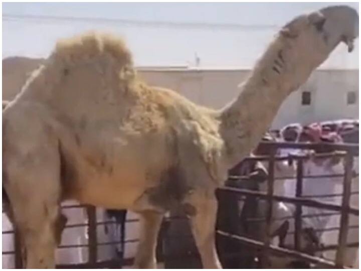 World's most expensive camel sold for 140 million auctioned in Saudi Arabia Viral News: करोड़ों में बिका ऊंट, कीमत जानकर रह जाएंगे हैरान