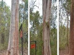 Bastar: इस पेड़ की उम्र करीब 600 साल, भगवान श्री राम के नाम से जाना जाता है वृक्ष, जानें खासियत