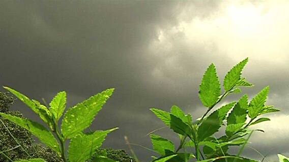 Weather Update: রাজ্যের পাঁচ জেলায় তাপপ্রবাহের সতর্কতা, উত্তরবঙ্গে বৃষ্টির পূর্বাভাস। Bangla News