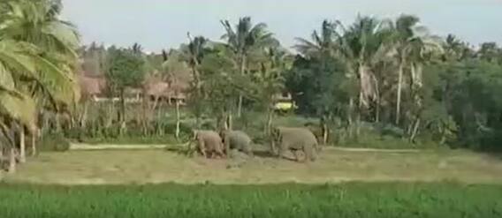 Palamaneru Elephants Hulchul: పలమనేరు మండలం చిన్నకుంటలో స్థానికులను భయపెడుతున్న ఏనుగులు| ABP Desam