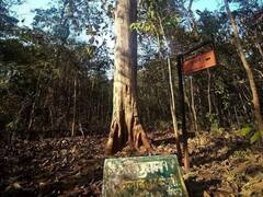 Bastar: इस पेड़ की उम्र करीब 600 साल, भगवान श्री राम के नाम से जाना जाता है वृक्ष, जानें खासियत