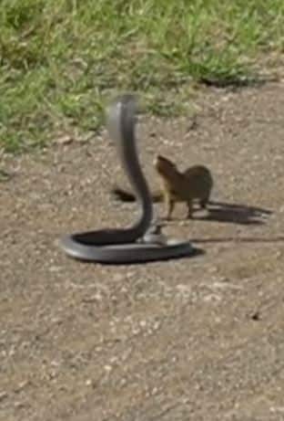 Video Viral on Social Media Showing Fight between a Snake and Mongoose Trending news: ਸੱਪ ਤੇ ਨਿਓਲੇ ਦਾ ਹੋਇਆ ਸ਼ਰੇਆਮ ਟਾਕਰਾ, ਵੀਡੀਓ ਵੇਖ ਉੱਡ ਜਾਣਗੇ ਹੋਸ਼