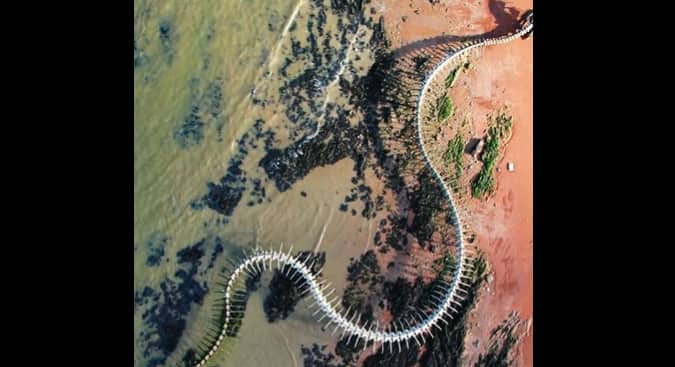 Know the truth about giant snake skeleton on google maps கூகுள் மேப்பில் தெரிந்த 50 அடி நீள விநோத மிருகம்.? டிக்டாக்கில் பரபரப்பு.. உண்மை என்ன தெரியுமா?