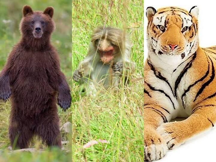 Telangana farmers hire people for 500 rupees a day disguised as bears to chase away monkeys Telangana: குரங்கு கொடுத்த பிஸினஸ்! கரடி வேஷத்துக்கு ரூ.500 சம்பளம்! தெலங்கானாவில் வேற லெவல் விவசாயம்!