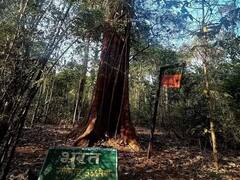 બસ્તરઃ આ વૃક્ષની ઉંમર લગભગ 600 વર્ષ છે, આ વૃક્ષ ભગવાન શ્રી રામના નામથી ઓળખાય છે, જાણો ખાસિયત