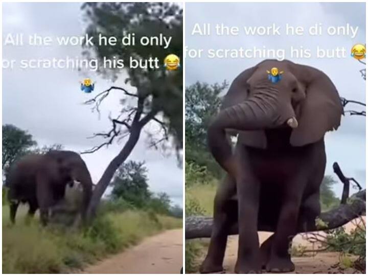 To calm the itching elephant uprooted the tree खुजली शांत करने के लिए हाथी ने जड़ से उखाड़ दिया पेड़, वीडियो देख नहीं रुकेगी हंसी