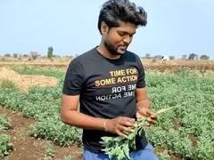 एमबीएचं शिक्षण घेतलेल्या तरुणानं फुलवली  'अश्वगंधाची' शेती