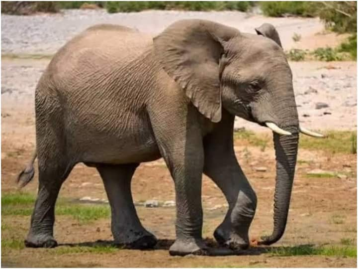 Elephant fun on social media won hearts of people, watch video Watch: हाथी की मस्ती ने जीता लोगों का दिल, वीडियो वायरल