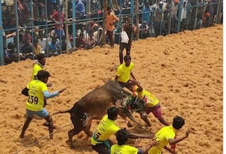 மதுரையில் அடுத்தடுத்து 7 நாட்கள் ஜல்லிக்கட்டு போட்டி நடைபெறவுள்ளது.. அனுமதி இலவசம், தேதிகள் அறிவிப்பு !
