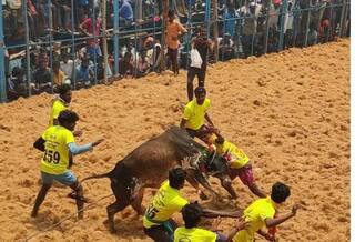 மதுரையில் அடுத்தடுத்து 7 நாட்கள் ஜல்லிக்கட்டு போட்டி நடைபெறவுள்ளது.. அனுமதி இலவசம், தேதிகள் அறிவிப்பு !