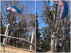 तेज हवा की चपेट में आने से बाड़ से टकरा पेड़ पर लटका पैराग्लाइडर, देखें डरावना वीडियो