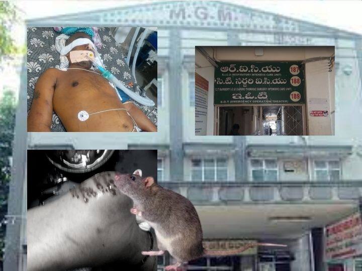 Warangal MGM: ఎంజీఎంలో వైద్యసిబ్బంది నిర్లక్ష్యం- ఐసీయూలో రోగిని కొరికిన ఎలుకలు Rats bite a patient in the ICU at Warangal MGM Hospital Warangal MGM: ఎంజీఎంలో వైద్యసిబ్బంది నిర్లక్ష్యం- ఐసీయూలో రోగిని కొరికిన ఎలుకలు