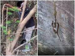 Viral Video: कुएं में फंस गया था कोबरा, शख्स ने जान की बाजी लगाकर सांप को बचाया