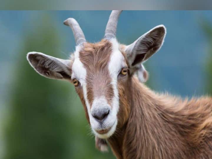 Bhiwandi 65 goats died due to suffocation in mutton shop in Maharashtra Bhiwandi News: भिवंडी में मटन की दुकान में वेंटिलेशन की समस्या, दम घुटने से 65 बकरियों की मौत