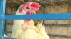 कर्नाटक में हिजाब विवाद के बाद अब हलाल मीट विवाद