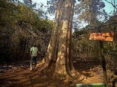 બસ્તરઃ આ વૃક્ષની ઉંમર લગભગ 600 વર્ષ છે, આ વૃક્ષ ભગવાન શ્રી રામના નામથી ઓળખાય છે, જાણો ખાસિયત