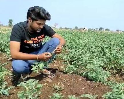पाच ते सहा महिन्यांत या वनस्पतीचे उत्पादन होते