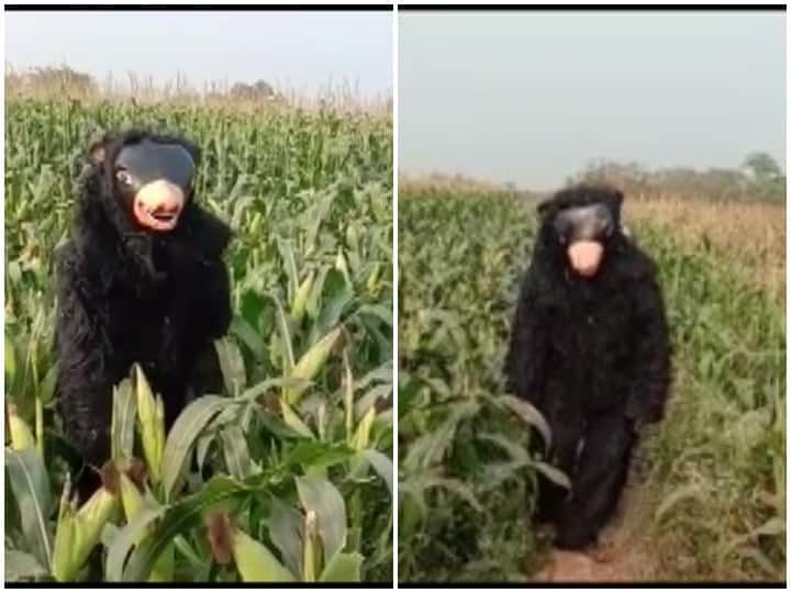 To protect crop from monkeys farmer is wearing a bear dress  फसल को बंदरों से बचाने के लिए किसान को बनना पड़ा भालू, कामयाब हुआ देसी जुगाड़