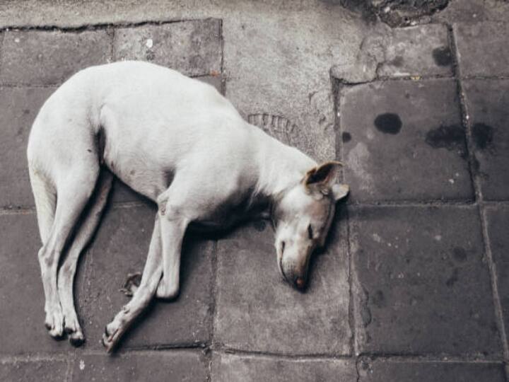Telangana : Poison injection kills 100 dogs Telangana : பஞ்சாயத்து தலைவர் போட்ட உத்தரவு! விஷ ஊசி போட்டு 100 நாய்கள் கொலை..