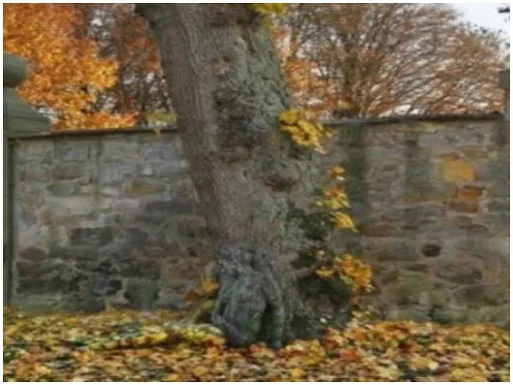 Do you see the woman in the picture? find it and tell Viral Photo: क्या आपको तस्वीर में दिख रही है महिला? अगर खुद को समझते हैं जीनियस तो खोजकर बताएं