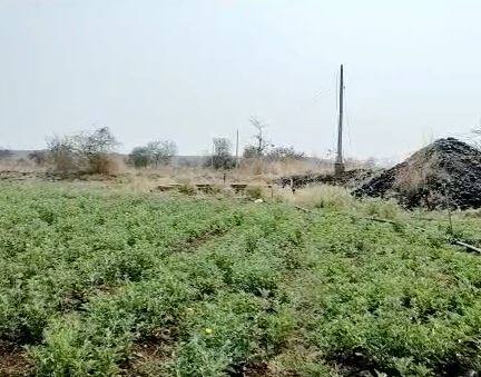 एका एकरात साधारणपणे तीन ते चार क्विंटल मुळांचे उत्पादन निघते