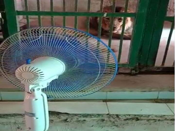 Rajasthan News: fan installed in front of lion and cooler also arranged in udaipur ann Rajasthan News: उदयपुर में गर्मी से शेर और बाघ के भी छूट रहे हैं पसीने, राहत देने के लिए लगा पंखा