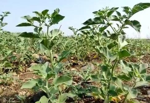 अश्वगंधाच्या मुळांचा वापर औषधीसाठी केला जातो