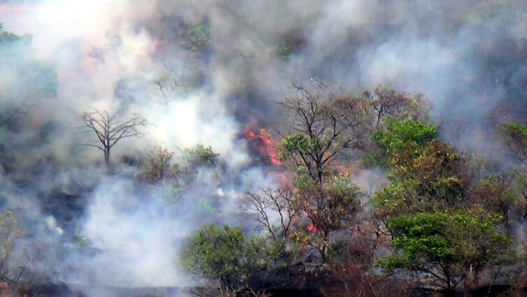 Maharashtra News  Fire in Chandoli Sanctuary Great loss of forest resources in the sanctuary चांदोली अभयारण्यात वणवा, अभयारण्यातील वनसंपदेचे मोठे नुकसान