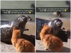 नन्हीं सी बिल्ली को चिढ़ाना भारी भरकम सी लॉयन को पड़ा भारी, गाल पर पड़ा जोरदार तमाचा