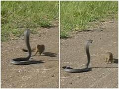 जंगल में अचानक हुआ नेवले और सांप का आमना-सामना, वीडियो देख खड़े हो जाएंगे रोंगटे