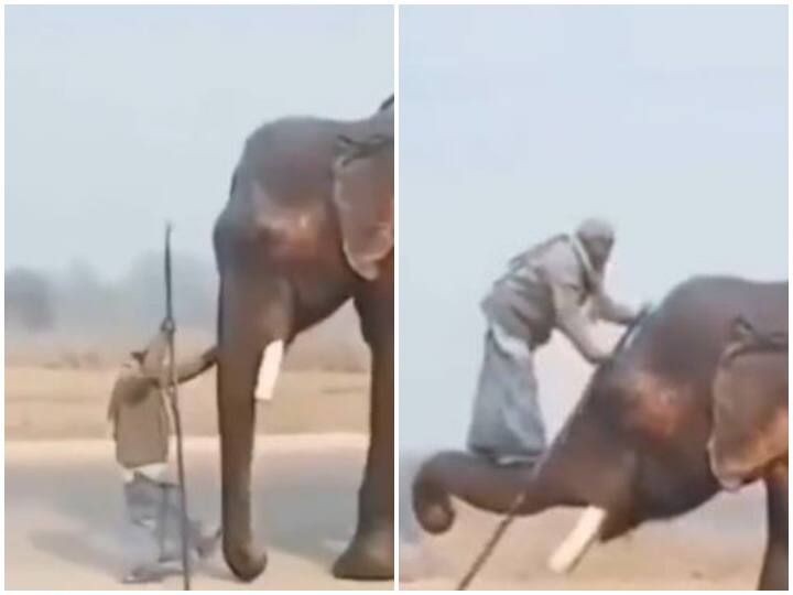 Like scene of Bahubali 2 mahout took support of trunk to climb on back of elephant हाथी की पीठ पर चढ़ने के लिए लिया सूंड का सहारा, याद आया 'बाहुबली 2' का सीन
