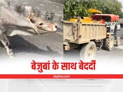 बेजुबां के साथ क्रूरता! ट्रैक्टर-ट्रॉली से गाय का मुंह बांध कर खींचा, वीडियो वायरल