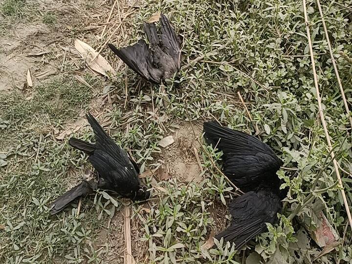 Fear of bird flu in Supaul stirred villagers, forest department team arrived for investigation ann Bird Flu in Bihar: सुपौल में बर्ड फ्लू की आशंका से ग्रामीणों में हड़कंप, जांच के लिए पहुंची वन विभाग की टीम