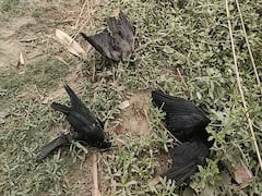 Bird Flu in Bihar: सुपौल में बर्ड फ्लू की आशंका से ग्रामीणों में हड़कंप, जांच के लिए पहुंची वन विभाग की टीम