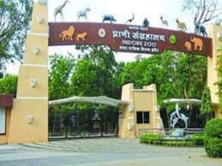 Rabies havoc in Indore Zoo, six wolves died in three days Indur News: इंदौर चिड़ियाघर में रेबीज का कहर, तीन दिन में छह भेड़ियों की हुई मौत