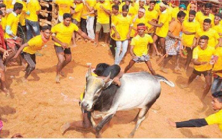 Jallikattu: 
