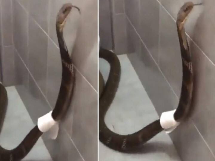 Viral Video of King Cobra Enters Bathroom, Wraps Toilet Paper Around Itself goes viral Snake In Toilet: బాత్రూమ్‌లో పాము, టాయిలెట్ పేపర్ చుట్టుకుని పాట్లు, ఇదిగో వీడియో