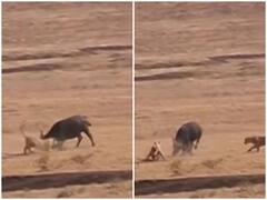 भैंस के बच्चे का शिकार शेरों को पड़ा भारी, मां ने दी कड़ी चुनौती