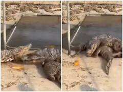 मछली को खाने आगे बढ़े मगरमच्छ को पानी में ले डुबे उसके दोस्त, वजह जान रह जाएंगे हैरान