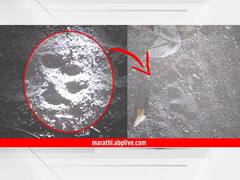 दहिसर वनपरिक्षेत्रात वाघोबा? मनोरजवळील साखरे गावच्या हद्दीत वांद्री कालव्याजवळ दिसला वाघ