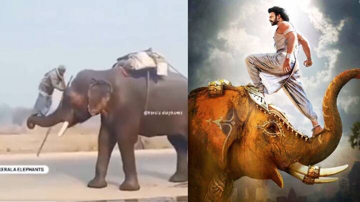 video of Mahavat Riding Elephant goes viral on Social media People compare with Prabhas scene in Bahubali Movie 'બાહુબલી'ની રીતથી હાથી પર ચઢતા મહાવતનો વીડિયો વાયરલ, લોકોએ કહ્યું, આ 'અસલી બાહુબલી', જુઓ વીડિયો